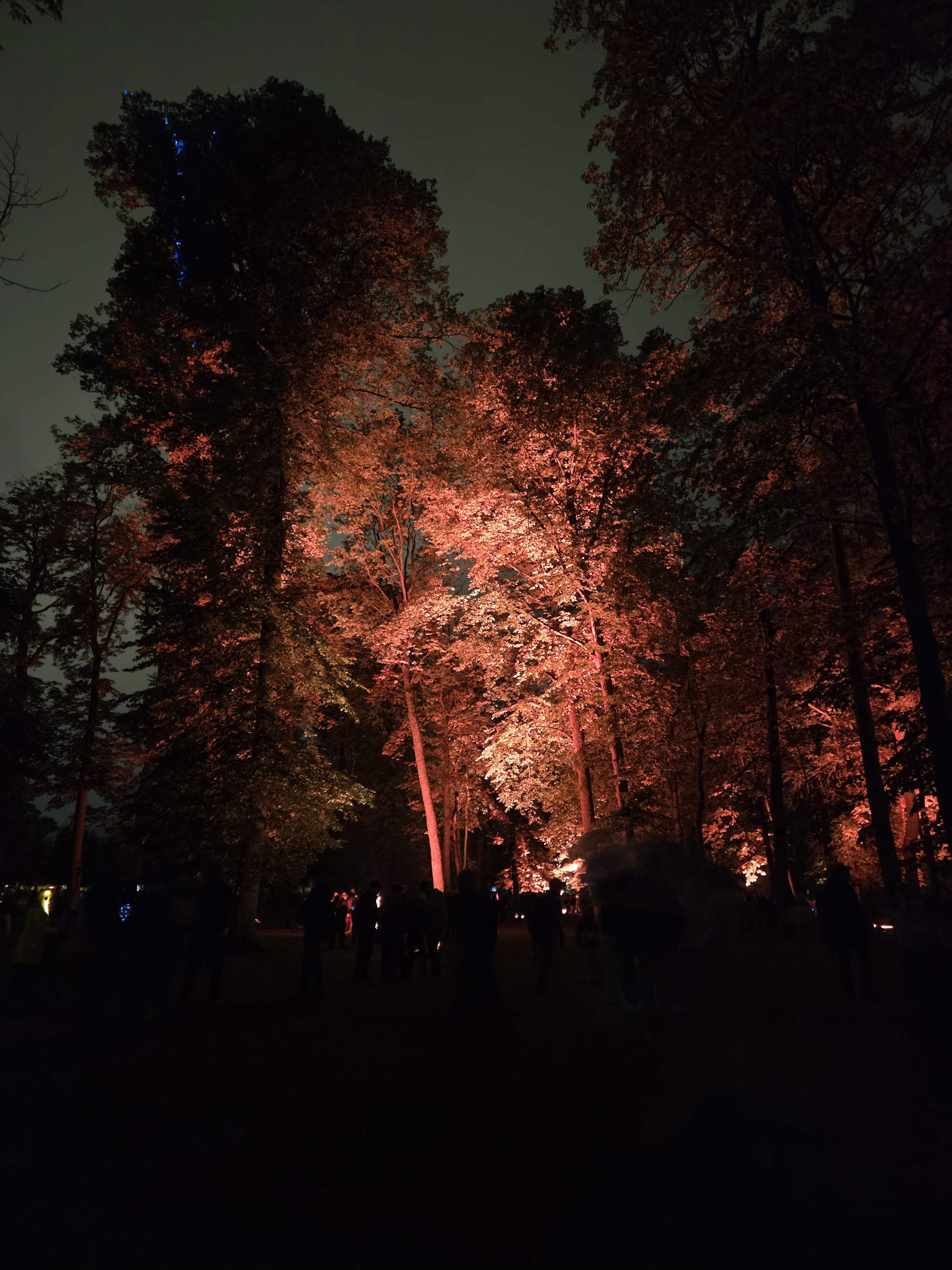 trees at night under red light
